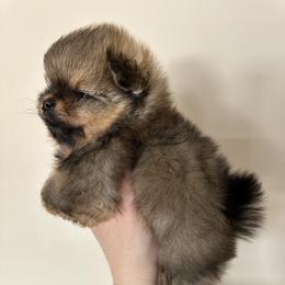 Tank - Orange sable male Pomeranian puppy in Waterloo, Indiana from Garcias Pomeranian