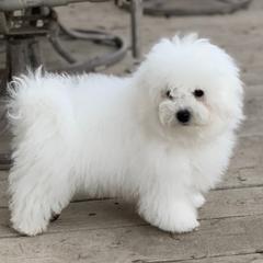 Bologneses from MyDarlingDogs-Rowena