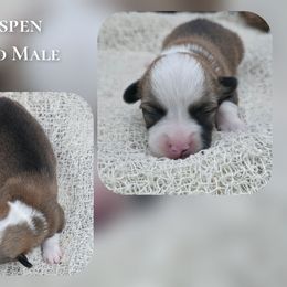Aspen - Red male Pembroke Welsh Corgi puppy in Charleroi, Pennsylvania from Twilight Hollow Corgis