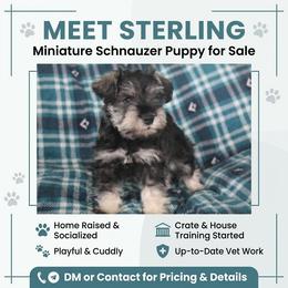 Sterling - Salt and pepper male Miniature Schnauzer puppy in Richardton, North Dakota from Crooked Tree Ranch