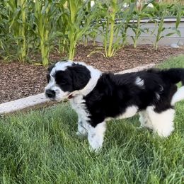 Portuguese Water Dog Puppies from Yellowstone Porties