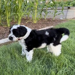 Portuguese Water Dog Puppies from Yellowstone Porties