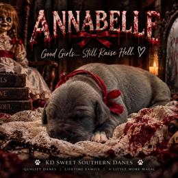 Annabelle - Blue female Great Dane puppy in Montgomery, Texas from KD Sweet Southern Danes
