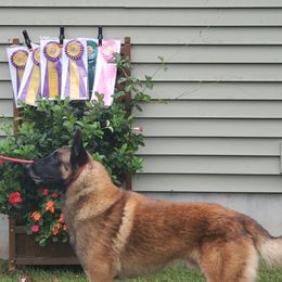 Belgian Malinois from Broadcreek