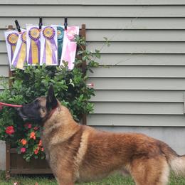Belgian Malinois from Broadcreek
