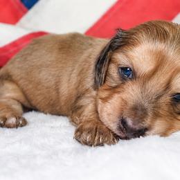 Phoenix - Red female Dachshund puppy in Texarkana, Texas from Lolo&CoDachshunds