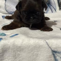 Scooter - Red male Shih Tzu puppy in Sharon, Pennsylvania from Keystone Danes and Shih tzus