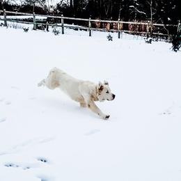 Honey - Golden Retriever