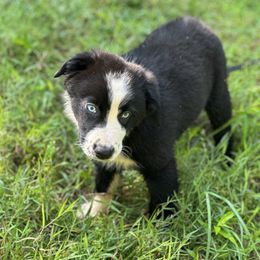 Boy 6 - Black & white Australian Shepherd puppy in Cleveland, Georgia from J&L Farm
