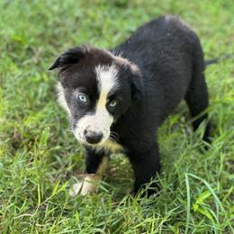 Boy 6 - Black & white Australian Shepherd puppy in Cleveland, Georgia from J&L Farm