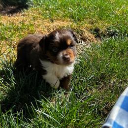 Brownie - Red tri-color male Miniature American Shepherd puppy in Monroe, Utah from Shawnkara Australian Shepherds & Miniature American Shepherds