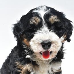 Amira - Tri-color female Bernedoodle puppy in Millersburg, Ohio from Ohio Puppy Paws