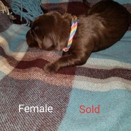 Labrador Retriever Puppies from Copper Creek Outfitters and Kennel