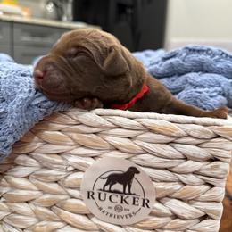 Red collar male - Chocolate male Labrador Retriever puppy in Gainesville, Georgia from Rucker Retrievers