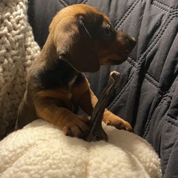 Dachshund Puppies from Harper’s Waggin Winnie’s