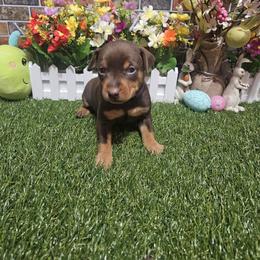 Dagger - Chocolate and rust male Miniature Pinscher puppy in Baton Rouge, Louisiana from Pike's Pups
