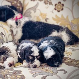 Miniature Schnauzer Puppies from Deez Pups