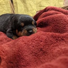 Rottweiler Puppies from Hauser's Kennel