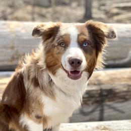 BO - Miniature Australian Shepherd
