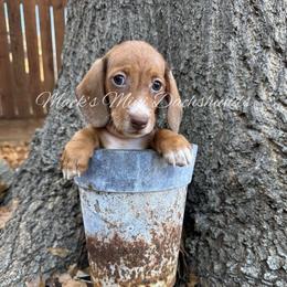 Georgia - Red female Dachshund puppy in Frisco, Texas from Macks Mini Dachshunds