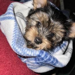 Yorkshire Terrier Puppies from Prims Puppies LLC
