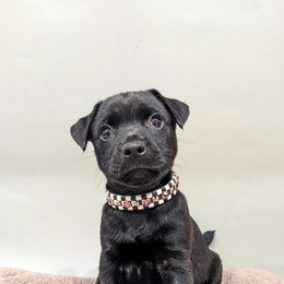 Patterdale Terrier Puppies from Moormont Kennels