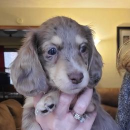 Dachshund Puppies from Pure Joy Dachshunds