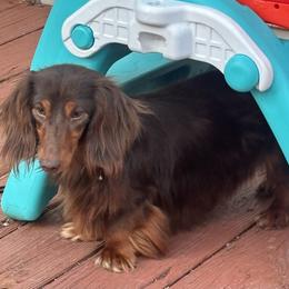 Luka - Chocolate and tan male Dachshund puppy in Gilbertsville, Kentucky from DeLaunes Dachshunds