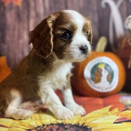 Theodore (Teddy) - Blenheim male Cavalier King Charles Spaniel puppy in Sandy, Utah from Wasatch Cavaliers