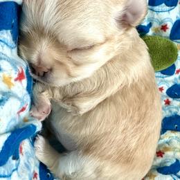 Chihuahua Puppies from Wild Mountain Chihuahuas