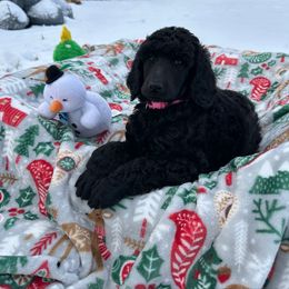 Girl 1 - Black female Poodle puppy in State College, Pennsylvania from Brookside Standard Poodles