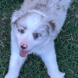 Spice - Red merle female Border Collie puppy in Rocky, Oklahoma from SoCal/Promise Land Border Collies