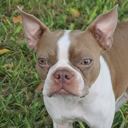 Boston Terriers from TC's Boston Terriers of SWFL