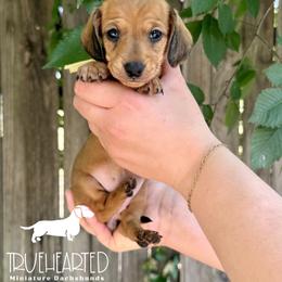Monica - Red female Dachshund puppy in Royse City, Texas from Truehearted Miniature Dachshunds