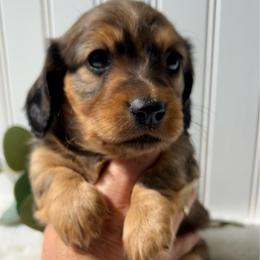 Shaded Red - Red male Dachshund puppy in Nampa, Idaho from Long_and_Low_Dachshunds