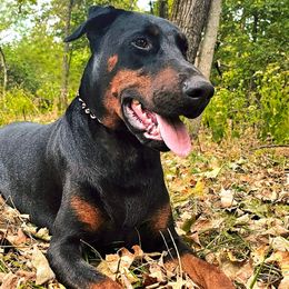 Doberman Pinscher puppies from Double-Take Doberman Kennels