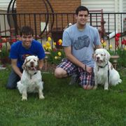 Clumber Spaniels from Nileea Clumber Spaniels
