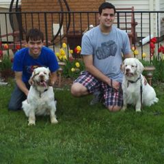 Clumber Spaniels from Nileea Clumber Spaniels