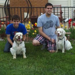 Clumber Spaniels from Nileea Clumber Spaniels