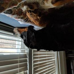 Bernedoodle, Bernese Mountain Dog, and Goldendoodle All Grown Up from Bernedoodles of the Ozarks