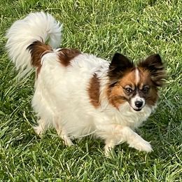 Ruby - Papillon
