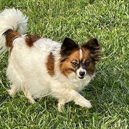 Ruby - Papillon