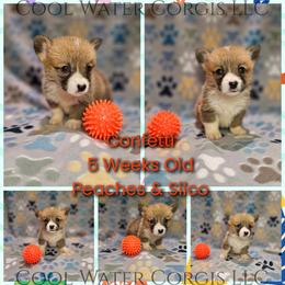 Confetti - Red female Pembroke Welsh Corgi puppy in Kiowa, Colorado from Cool Water Corgis LLC