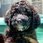Freedom - Black Irish Doodle puppy in Dfw, Texas from Fife Doods