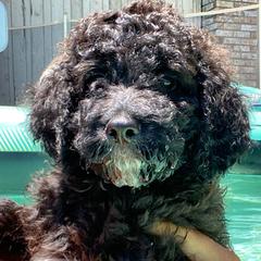 Freedom - Black Irish Doodle puppy in Dfw, Texas from Fife Doods
