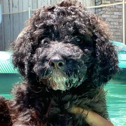 Freedom - Black Irish Doodle puppy in Dfw, Texas from Fife Doods