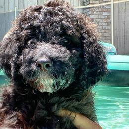 Freedom - Black Irish Doodle puppy in Dfw, Texas from Fife Doods