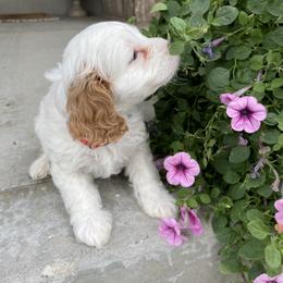 Cavalier King Charles Spaniel, Cavapoo, and Goldendoodle Puppies from Simply Sweet Paws. LLC