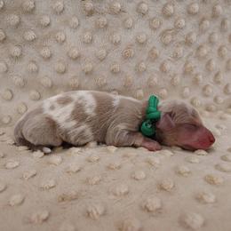 Puppy 5 - Fawn (isabella) and tan male Dachshund puppy in Krum, Texas from Dots N Spots Dachshunds
