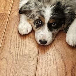 Australian Shepherd Puppies from Peacock’s Pride Australian Shepherds